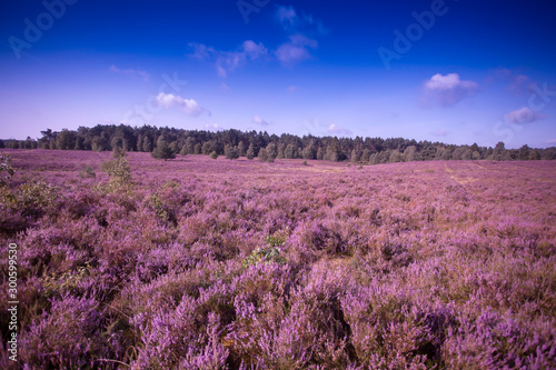 Landscape with flowering heather  Calluna vulgaris  nature reserve Lueneburg Heath  Lower Saxony  Germany  Europe