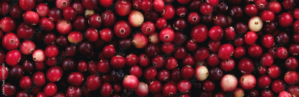 Background of red lingonberry. View from above. Panorama. Long. Background of red lingonberry. View from above. Panorama. Long.
