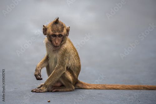 Monkey with long tail