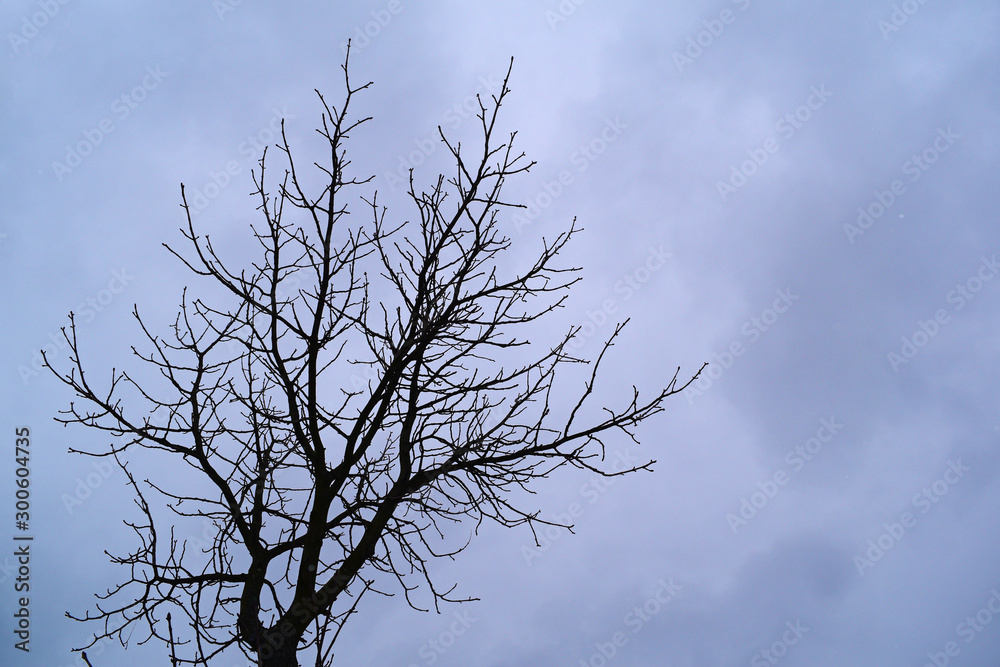Dry dark tree against a cloudy sky. Fantasy. Dry dark tree against a cloudy sky. Fantasy.