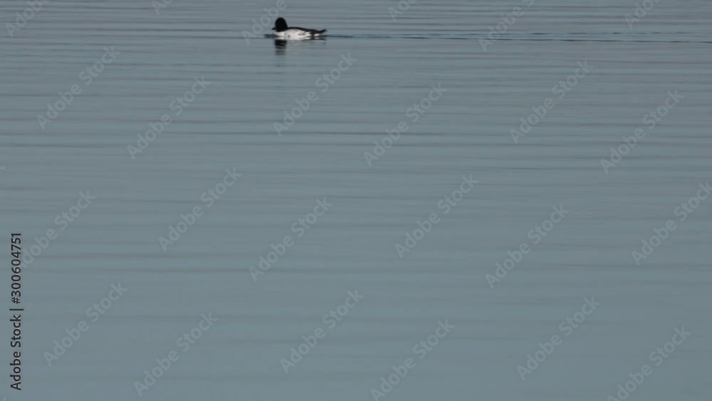 Goldeneye, Wildfowl Water Bird On Water, Paddling From Right To Left, UK Winter Top Of Frame With Copy Space Goldeneye, Wildfowl Water Bird On Water, Paddling From Right To Left, UK Winter Top Of Frame With Copy Space