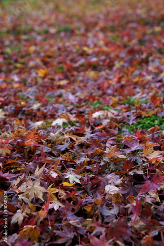 落ち葉と苔　紅葉