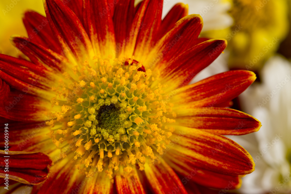 A flower of red-orange chrysanthemums with clearly visible petals, pistils and stamens. Close-up shot in autumn. A flower of red-orange chrysanthemums with clearly visible petals, pistils and stamens. Close-up shot in autumn.