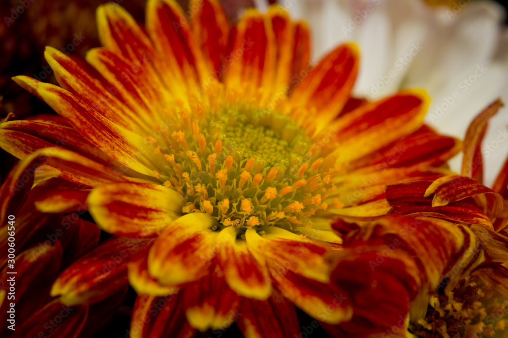 A flower of red-orange chrysanthemums with clearly visible petals, pistils and stamens. Close-up shot in autumn. A flower of red-orange chrysanthemums with clearly visible petals, pistils and stamens. Close-up shot in autumn.