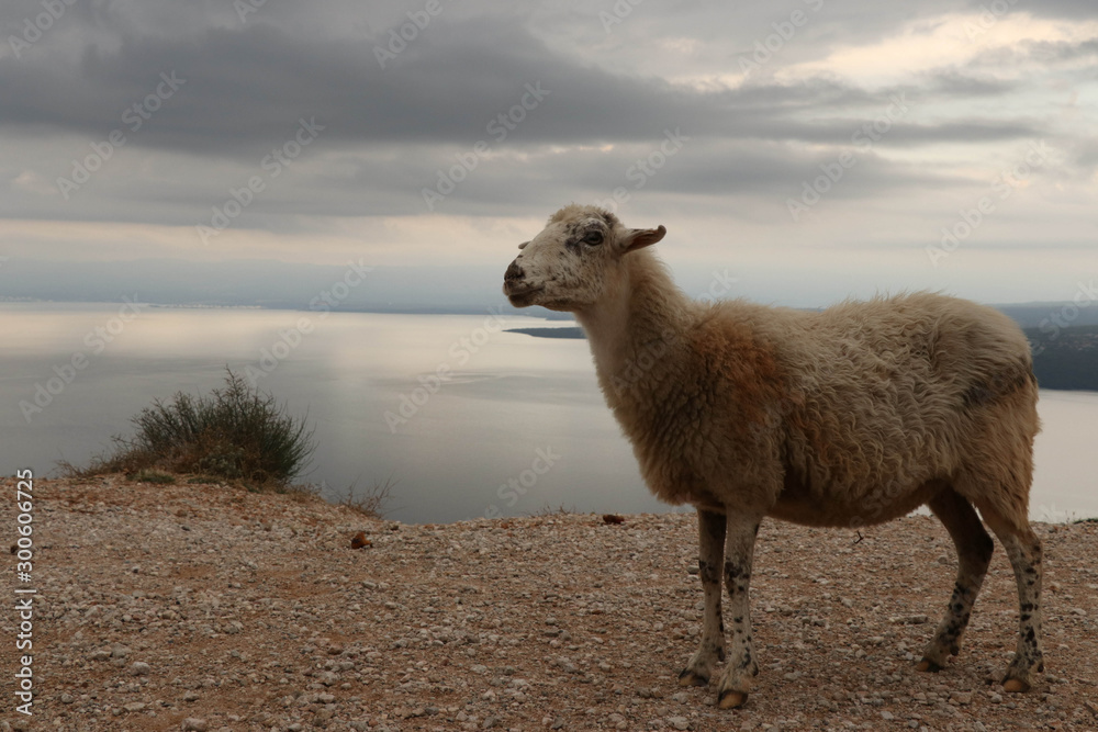Fototapeta premium Sheep on island