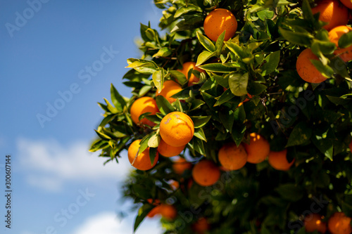 Orange trees against a blue sky on a sunny day.