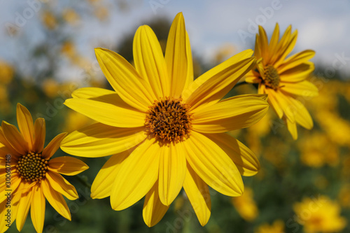 yellow flower