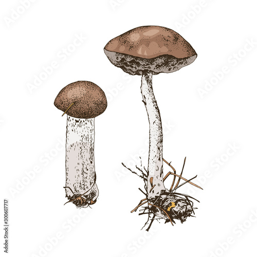 Hand drawn birch bolete mushroom
