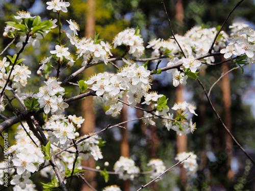 Spring cherry blossom in the garden.