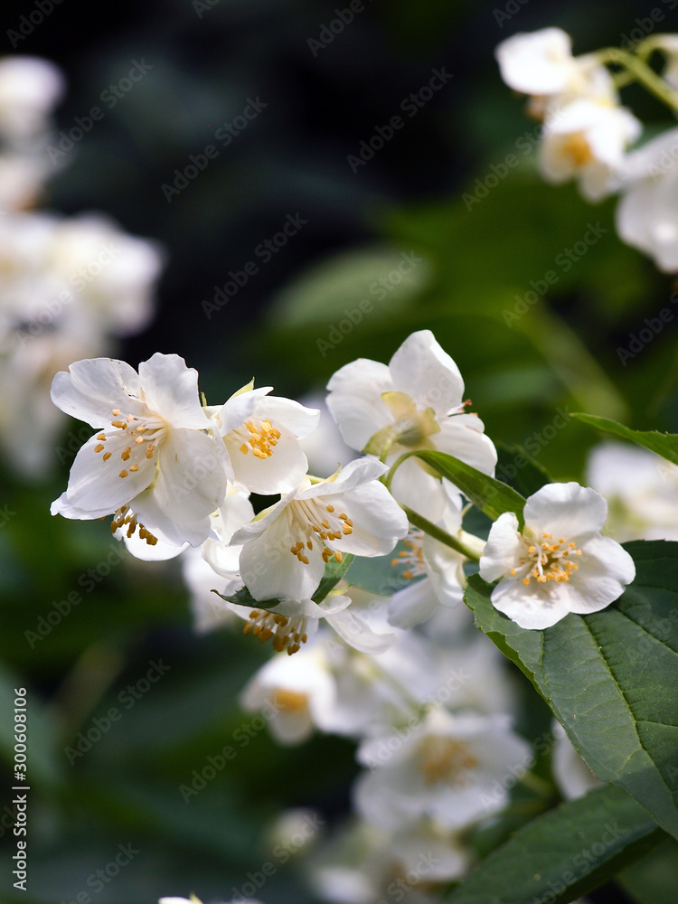 White Jasmine flowers, close-up photo.