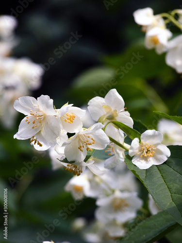 White Jasmine flowers, close-up photo.