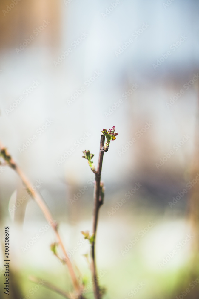 Raspberry branch with new green leaves. Selective focus. Shallow depth of field. Raspberry branch with new green leaves. Selective focus. Shallow depth of field.