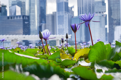 Photography Close-up of vibrant violet flowers and green water lilies in pond, with skyscrap