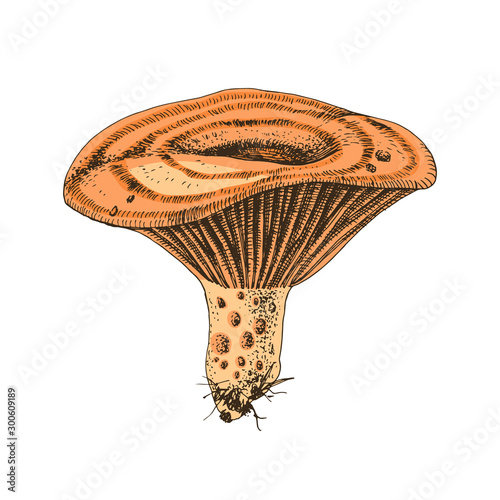 Hand drawn Saffron Milk Cap mushroom photo