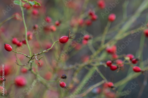 ripe red berries rose hips on a branch