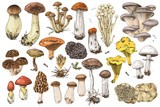 Hand drawn edible mushrooms collection