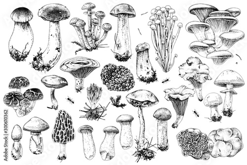 Murais de parede Hand drawn edible mushrooms collection