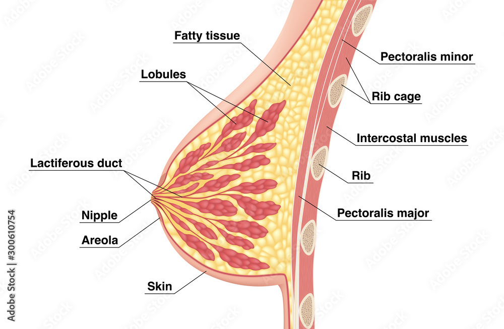 Vetor de Mammary gland. Vector illustration showing cross section of female  breast with the names of the constituent parts isolated on white  background. do Stock