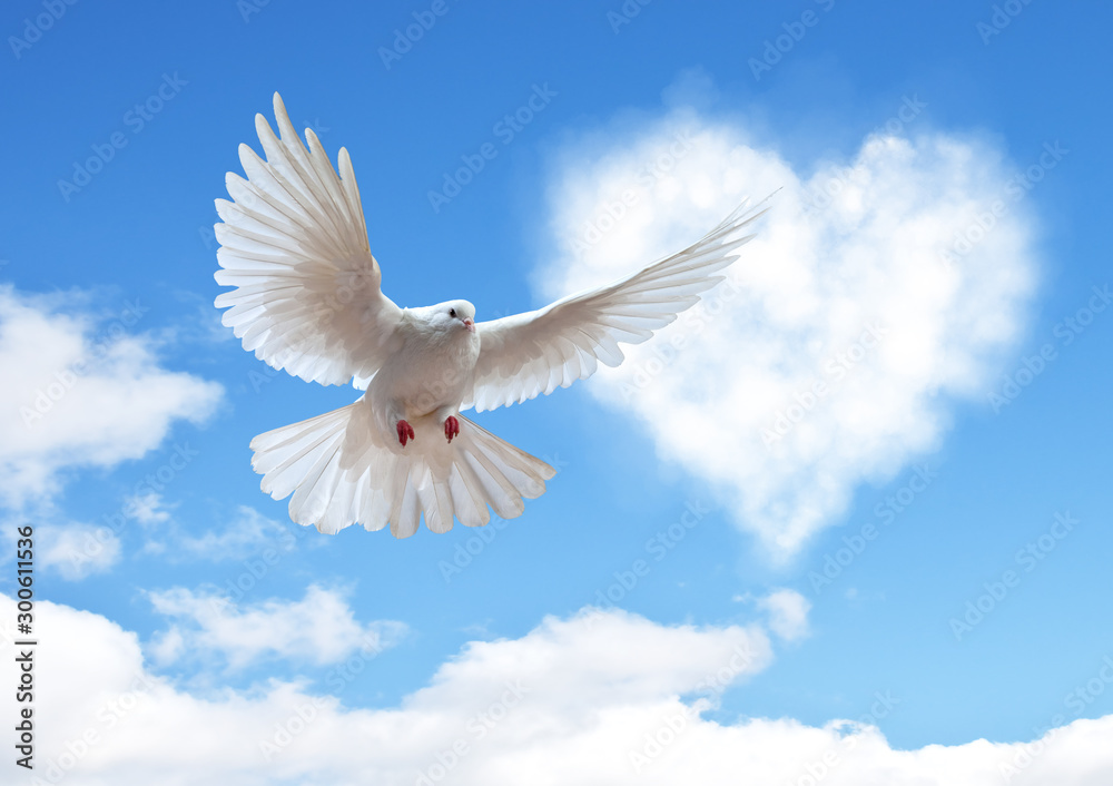 Fototapeta premium Dove in the air with wings wide open