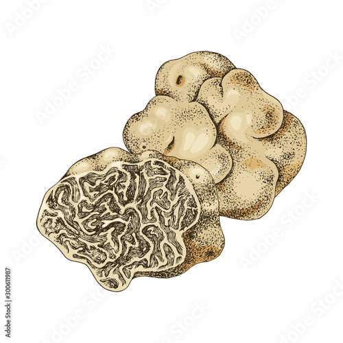 Hand drawn white truffle or tuber magnatum