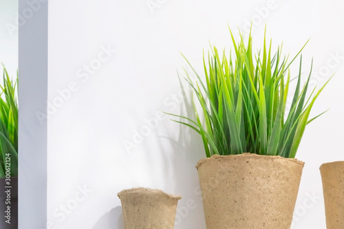 Peat pot for planting and growing seedlings at home, on the balcony, in the greenhouse. Green grown cat grass