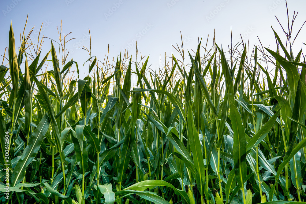 Obraz premium Green summer Corn Field 