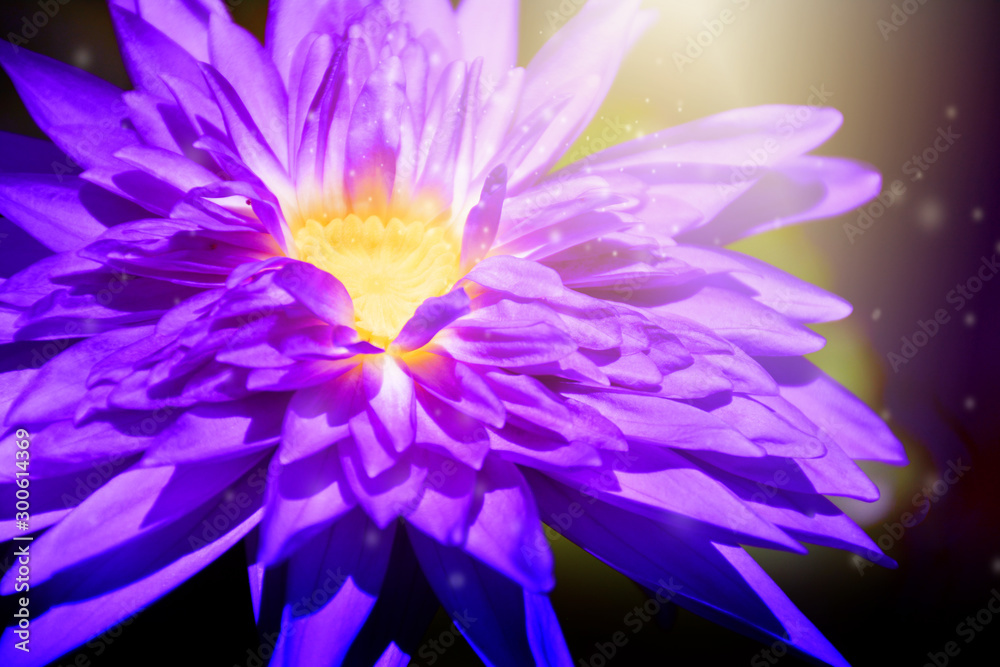 Obraz premium Beautiful macro purple lotus flower nature in the garden. Water lily.
