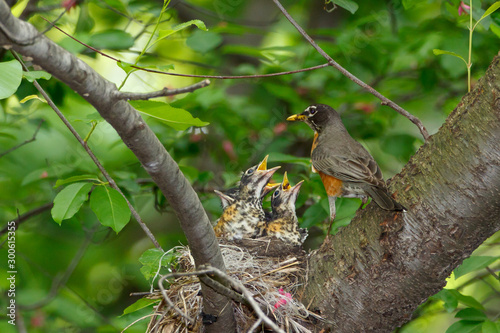 Baby Robins and Parent at nest