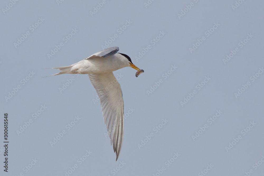 California Least Tern, Sternula antillarum browni, in flight California Least Tern, Sternula antillarum browni, in flight