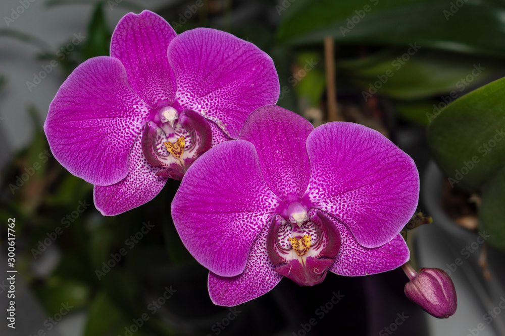 Obraz premium Two large purple Phalaenopsis Orchid flowers on a dark background.