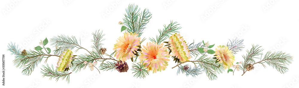 Panoramic view: red chrysanthemum (golden-daisy, aster, daisy), pine branches, cones, snowberry. Horizontal border for Christmas, white background. Botanical illustration, watercolor style, vector