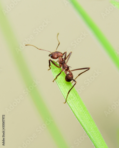 The medium-sized leaf cutter ant Atta cephalotes crawls on a blade of grass to cut it. © Buyan