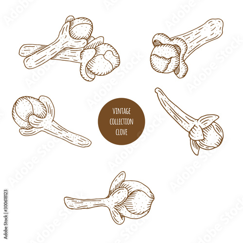 Clove. Vector hand drawn set of cosmetic herbs isolated on white background. Essential oils components illustration. Aromatherapy ingredients icons. Sketch collection of natural elements.