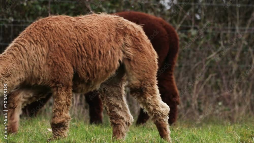 Alpaca, Animals Close Up In Grass Field, Winter, UK. Alpaca, Animals Close Up In Grass Field, Winter, UK.