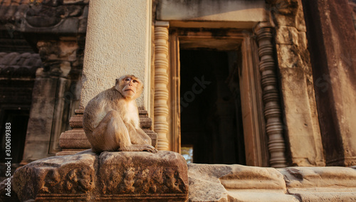 Macaque Monkey in Angkor Wat Temple in Cambodia