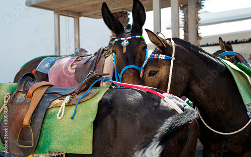 Santorini, Greece, donkey ride is a typical mean of transport in the islandof santorini. in Oia donkeys photo