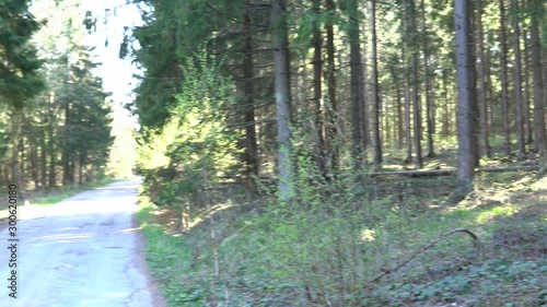 road in the forest photo