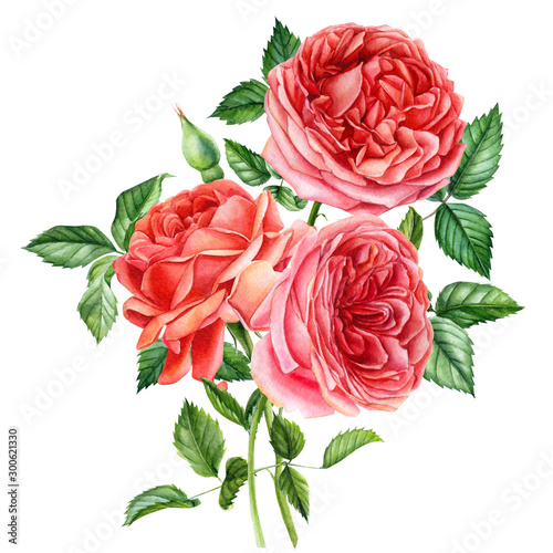 bouquet of roses on an isolated white background, watercolor hand drawing, botanical painting, vintage card