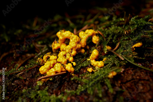 Gelber Schleimpilz mit Fruchtkörpern