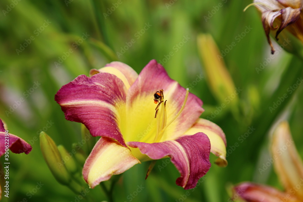 Flower pollination by bees. Maple Color Lily (hemerocallis Hybridus) with diffuse green leaves in the background Flower pollination by bees. Maple Color Lily (hemerocallis Hybridus) with diffuse green leaves in the background