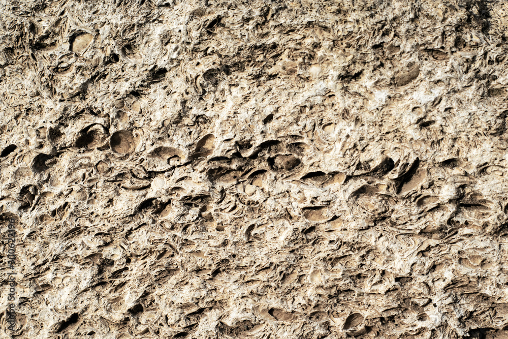 a old weathered shell stone surface background texture backdrop a old weathered shell stone surface background texture backdrop