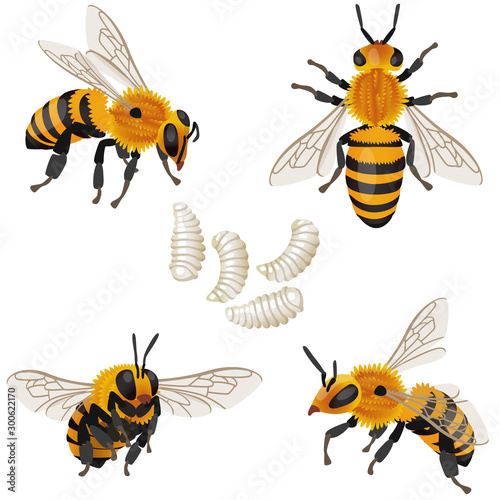 Four poses of bee insect and its larvae