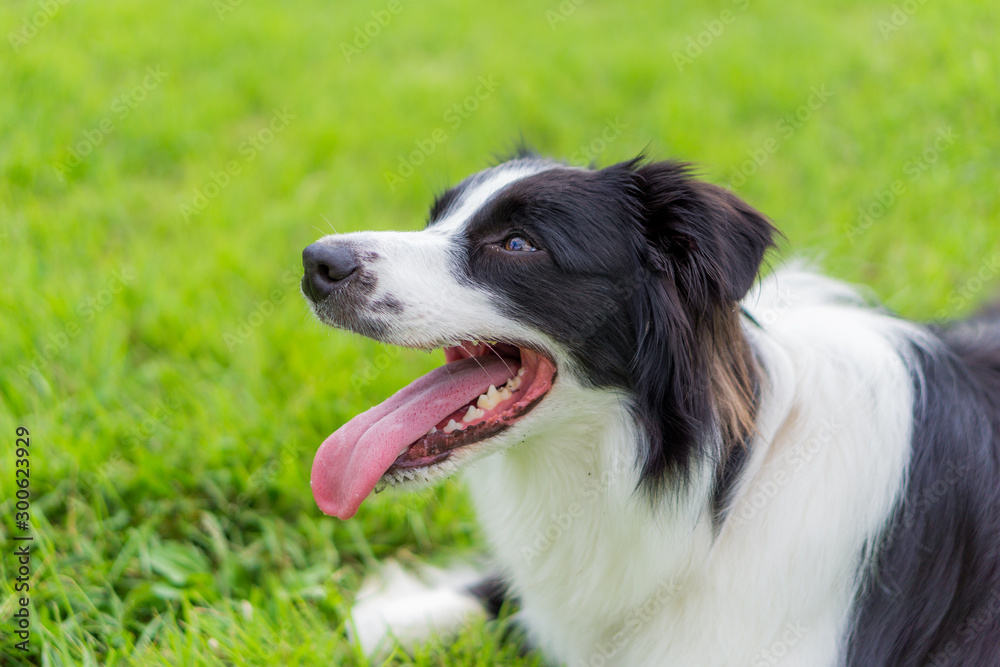 ボーダーコリー　犬　牧羊犬　シープドッグ