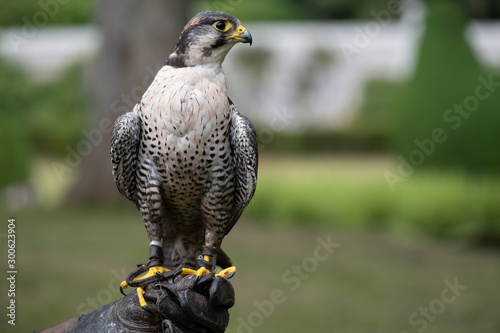 Closeup of a peregrine falcon (Falco peregrinus), a widespread bird of prey (raptor) in the family Falconidae.