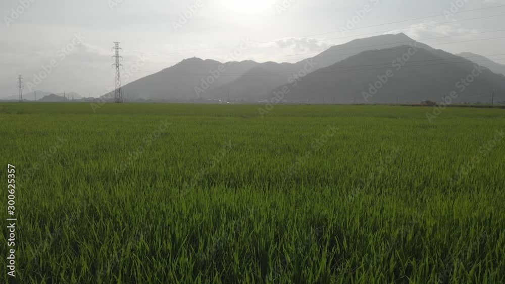 A farmer sows rice with a view of the mountains and sky. A farmer sows rice with a view of the mountains and sky.