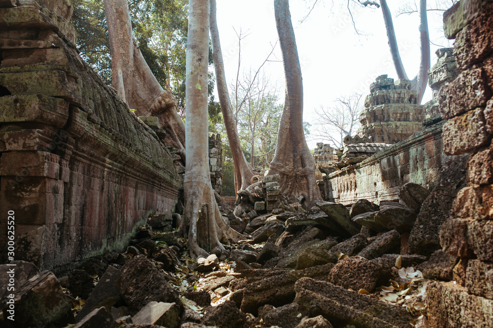 Trees grow through stones in Angkor Wat Temple in Cambodia