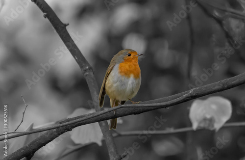 Artwork Colored Grey Rotkehlchen im Herbst © UniqueLikeYou