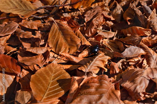 Autumn leaves closeup and small beetle - Geotrupes stercorarius