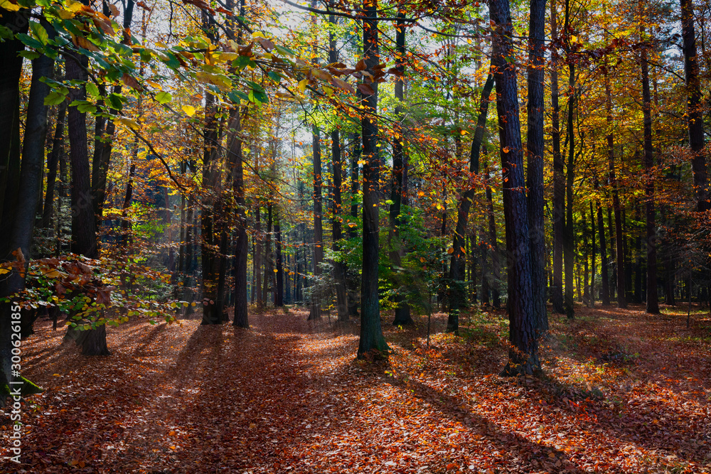 Obraz premium Autumn forest with sun rays