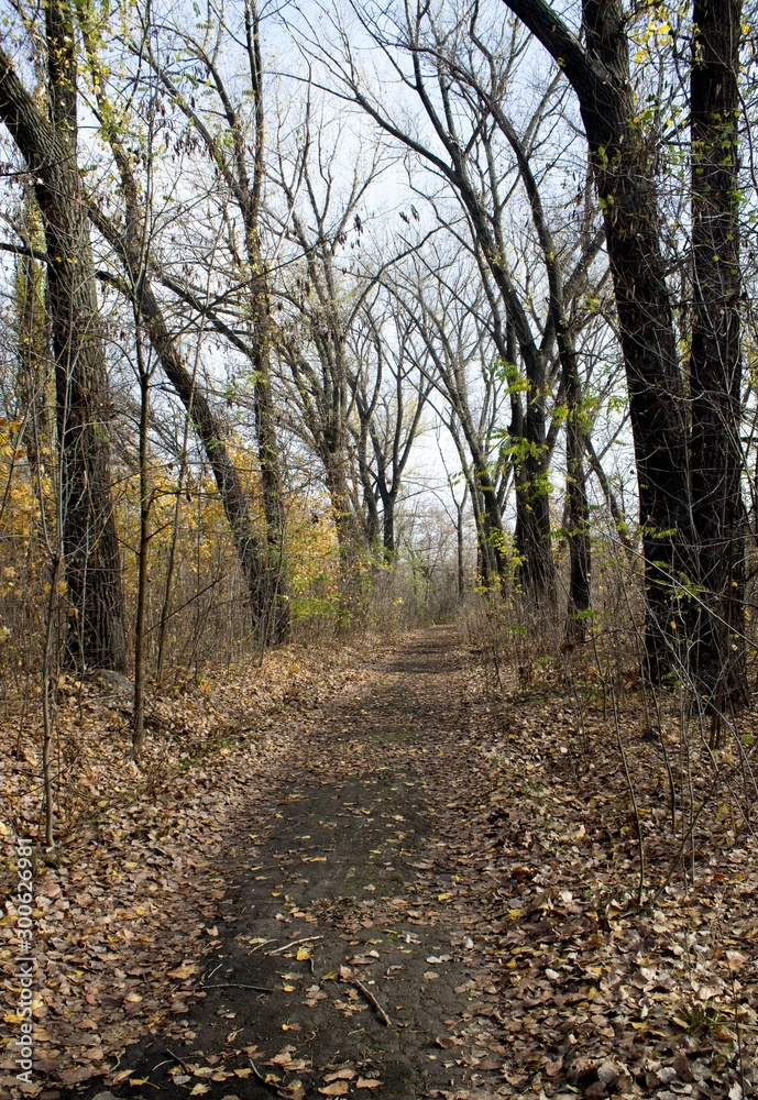Obraz premium road in the forest